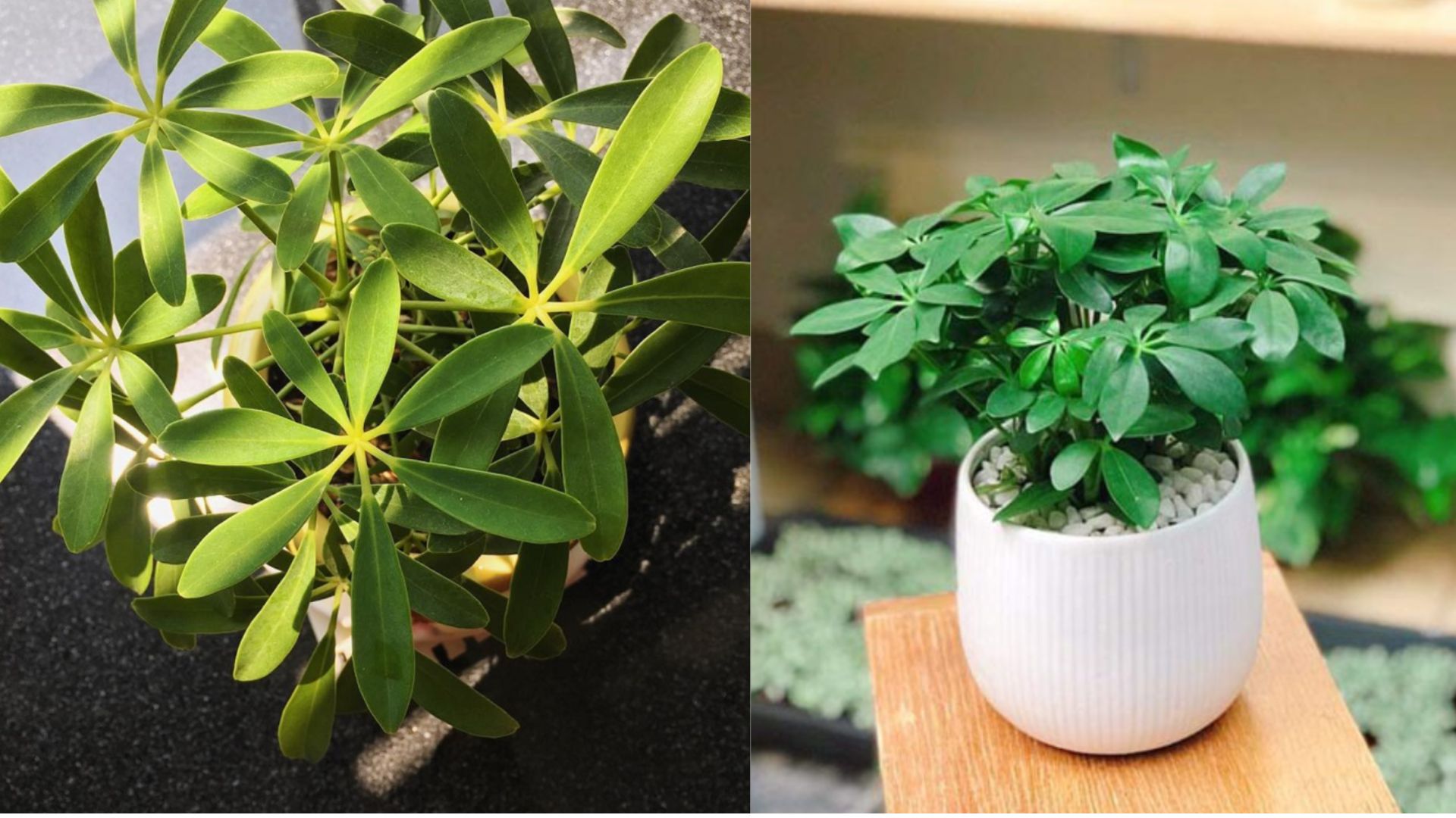 Ý Nghĩa Phong Thủy Của Cây Ngũ Gia Bì